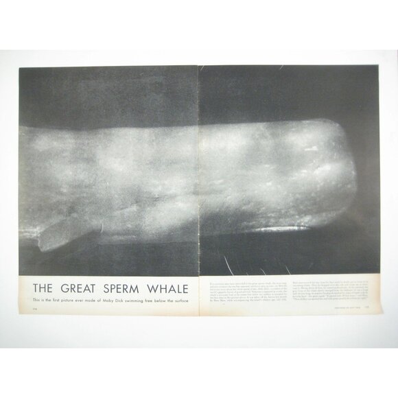 The Great Sperm Whale Vintage 1950s Print Spread 2 Page - Picture 1 of 2